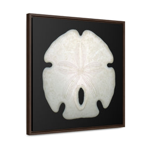 Arrowhead Sand Dollar Shell Top | Framed Canvas | Black Background