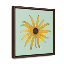 Load image into Gallery viewer, Black-eyed Susan Rudbeckia Flower Yellow | Framed Canvas | Sage Background
