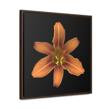 Load image into Gallery viewer, Orange Daylily Flower | Framed Canvas | Black Background
