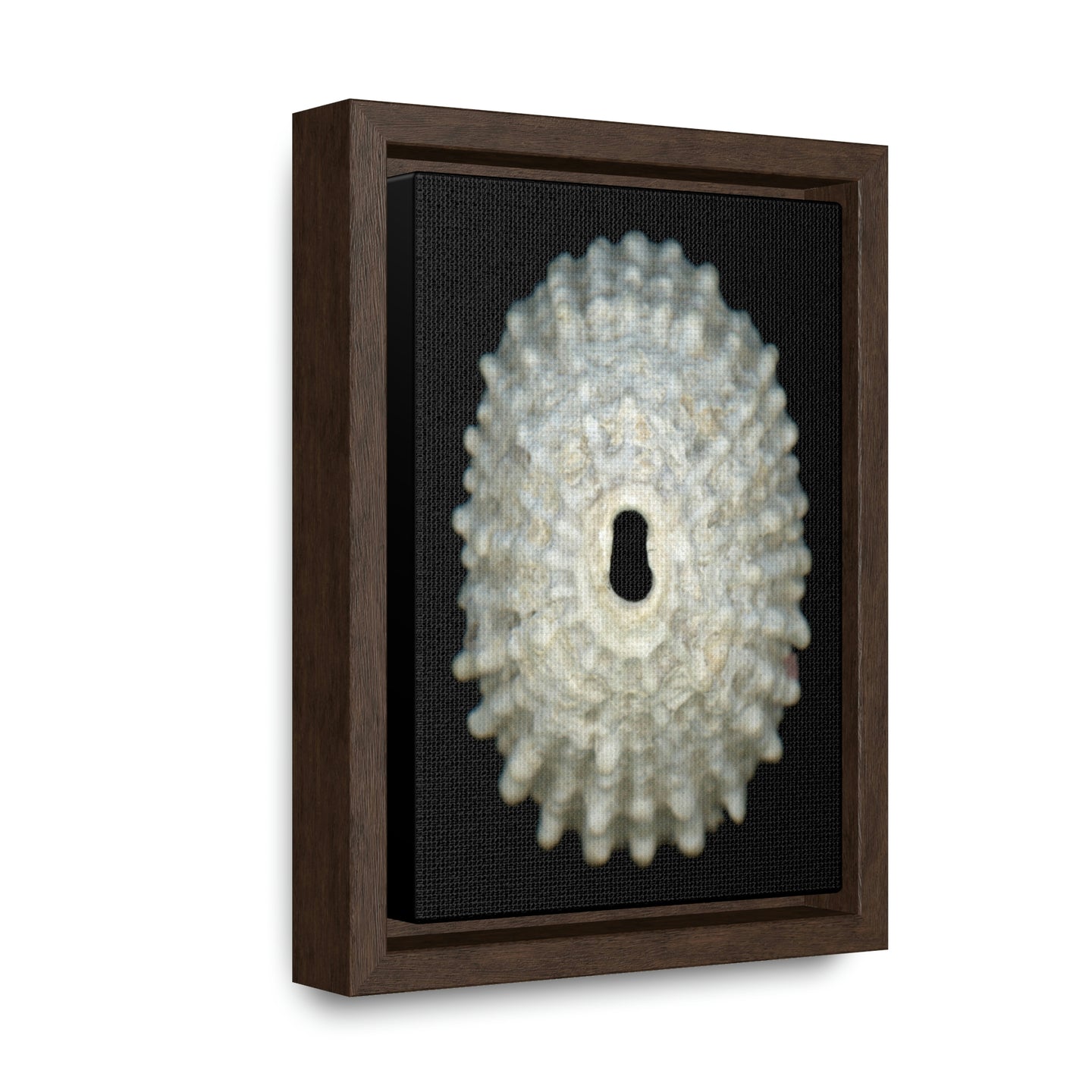 Keyhole Limpet Shell White Exterior | Framed Canvas | Black Background