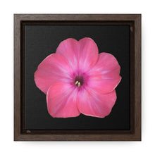 Load image into Gallery viewer, Phlox Flower Detail Pink | Framed Canvas | Black Background
