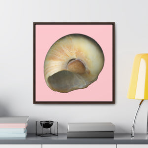 Moon Snail Shell Blue Umbilical | Framed Canvas | Pink Background