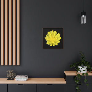 Hawkweed Flower Yellow | Framed Canvas | Black Background