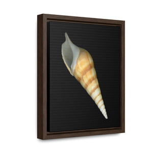 Turrid Shell Tan Apertural | Framed Canvas | Black Background