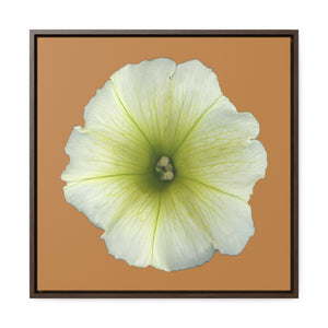 Petunia Flower Yellow-Green | Framed Canvas | Camel Brown Background
