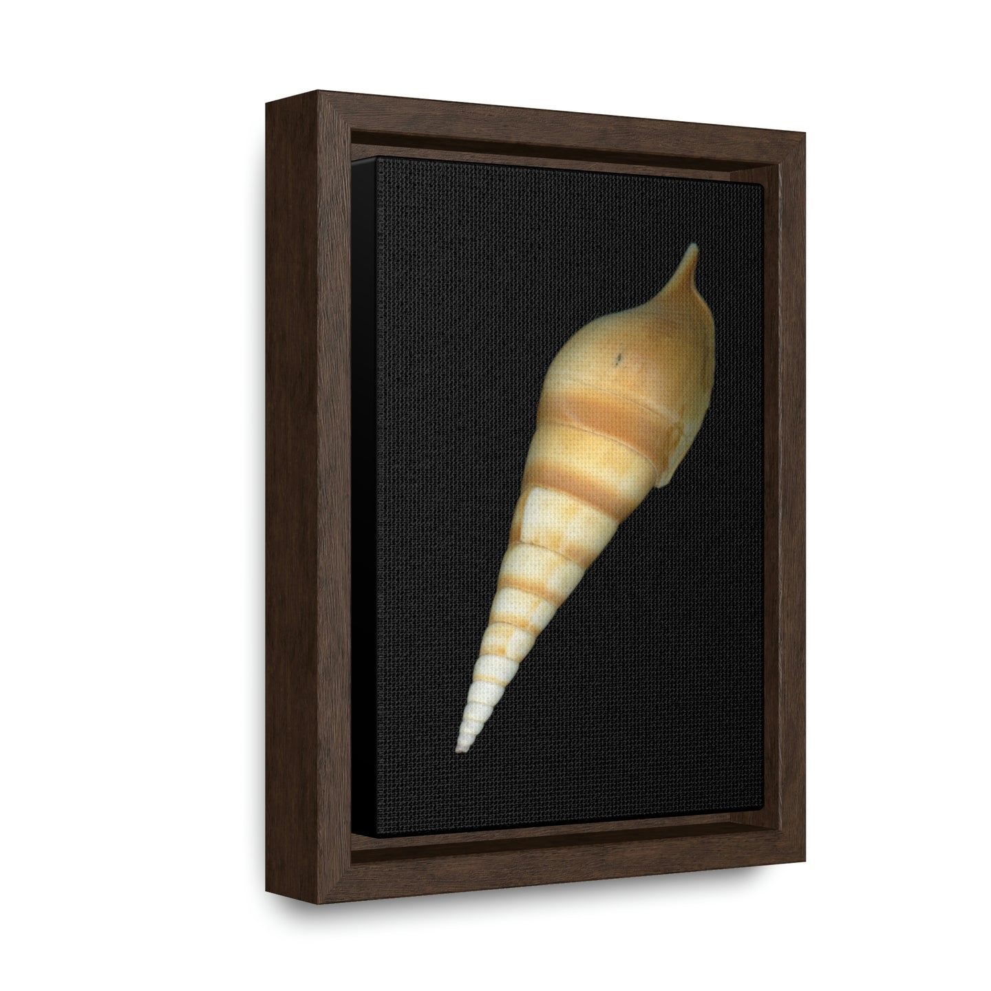 Turrid Shell Tan Dorsal | Framed Canvas | Black Background