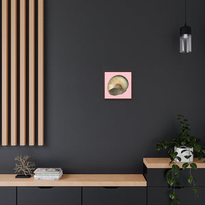 Moon Snail Shell Blue Umbilical | Framed Canvas | Pink Background