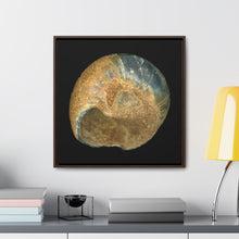 Load image into Gallery viewer, Moon Snail Shell Black &amp; Rust Umbilical | Framed Canvas | Black Background
