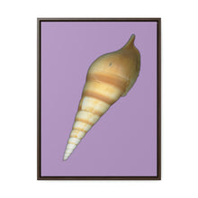 Load image into Gallery viewer, Turrid Shell Tan Dorsal | Framed Canvas | Lavender Background
