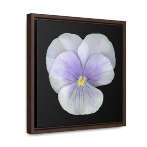 Pansy Viola Flower Lavender | Framed Canvas | Black Background