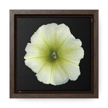 Load image into Gallery viewer, Petunia Flower Yellow-Green | Framed Canvas | Black Background

