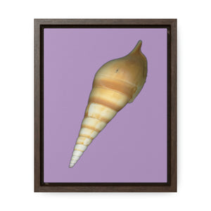 Turrid Shell Tan Dorsal | Framed Canvas | Lavender Background
