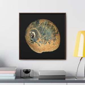Moon Snail Shell Black & Rust Apical | Framed Canvas | Black Background