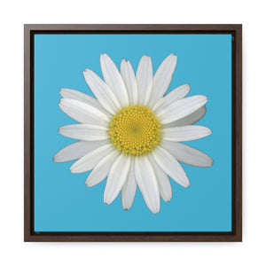 Shasta Daisy Flower White | Framed Canvas | Pool Blue Background