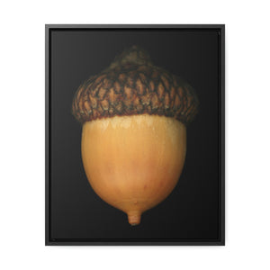 Acorn by Matteo | Framed Wrap Canvas | Black Background