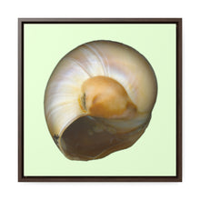 Load image into Gallery viewer, Moon Snail Shell Shark&#39;s Eye Umbilical | Framed Canvas | Sea Glass Background
