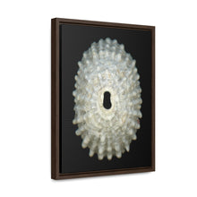 Load image into Gallery viewer, Keyhole Limpet Shell White Exterior | Framed Canvas | Black Background
