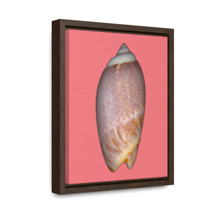 Olive Snail Shell Brown Dorsal | Framed Canvas | Salmon Background