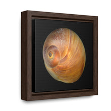 Load image into Gallery viewer, Moon Snail Shell Shark&#39;s Eye Apical | Framed Canvas | Black Background
