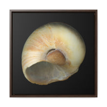 Load image into Gallery viewer, Moon Snail Shell Blue Umbilical | Framed Canvas | Black Background
