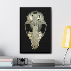 Raccoon Skull Inferior by Matteo | Framed Wrap Canvas | Black Background