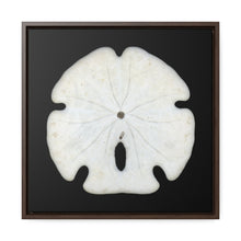 Load image into Gallery viewer, Arrowhead Sand Dollar Shell Bottom | Framed Canvas | Black Background
