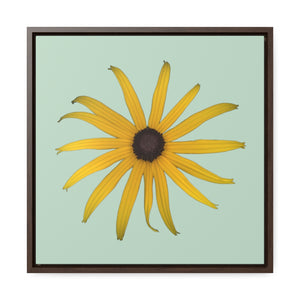 Black-eyed Susan Rudbeckia Flower Yellow | Framed Canvas | Sage Background