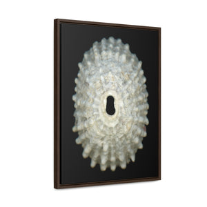 Keyhole Limpet Shell White Exterior | Framed Canvas | Black Background