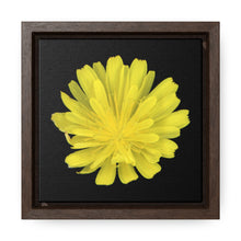Load image into Gallery viewer, Hawkweed Flower Yellow | Framed Canvas | Black Background
