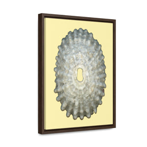 Keyhole Limpet Shell White Exterior | Framed Canvas | Sunshine Background