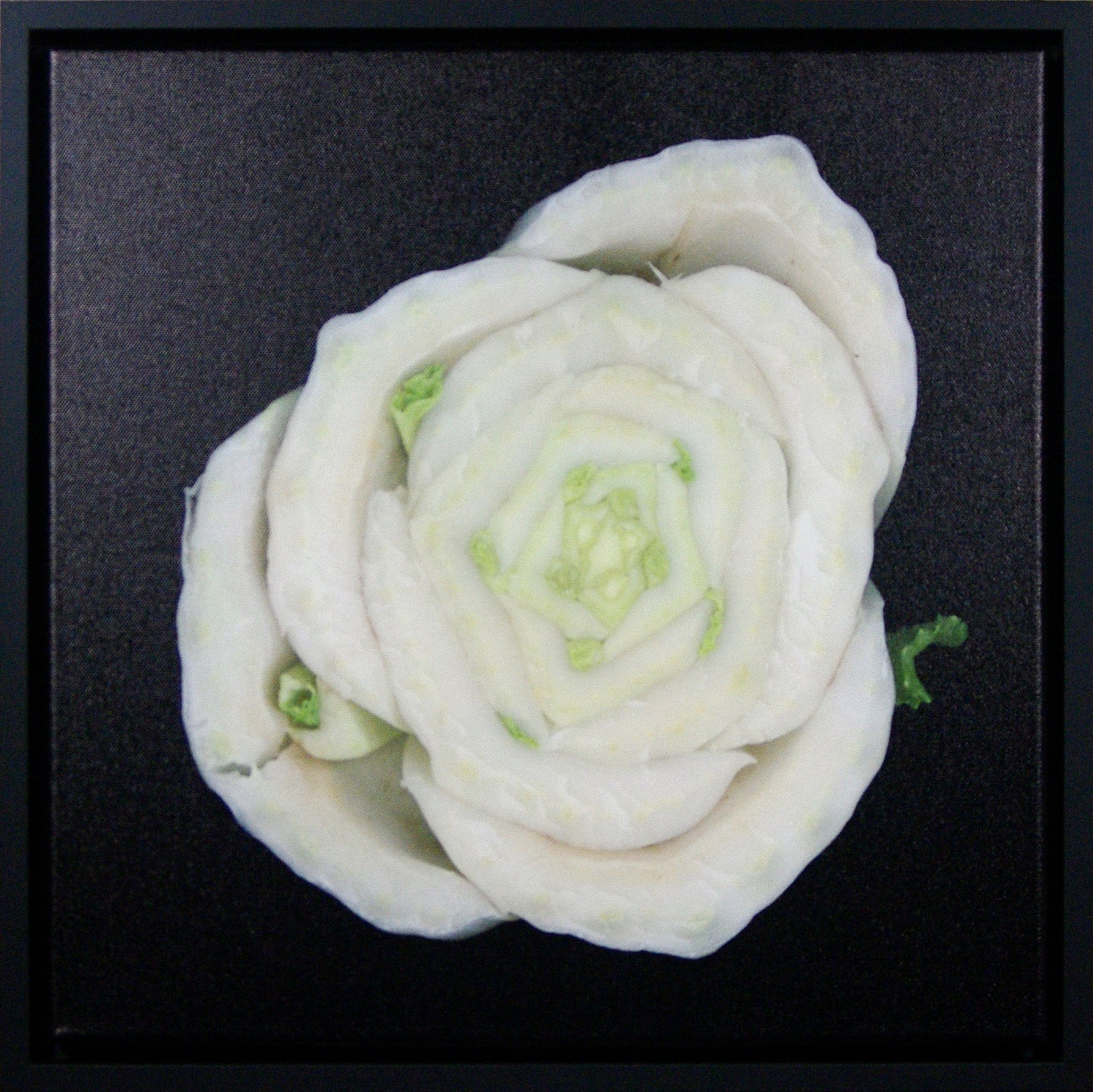 POS Bok Choy Rose, Single | Framed Canvas | Black Background | 16 x16 in