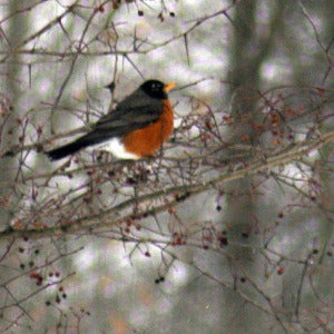 Robin in Snow Gift Card image.