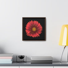 Load image into Gallery viewer, Blanket Flower Gaillardia Red | Framed Canvas | Black Background
