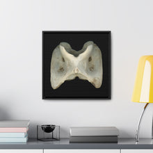 Load image into Gallery viewer, White-tailed Deer Atlas Vertebra by Matteo | Framed Canvas | Black Background
