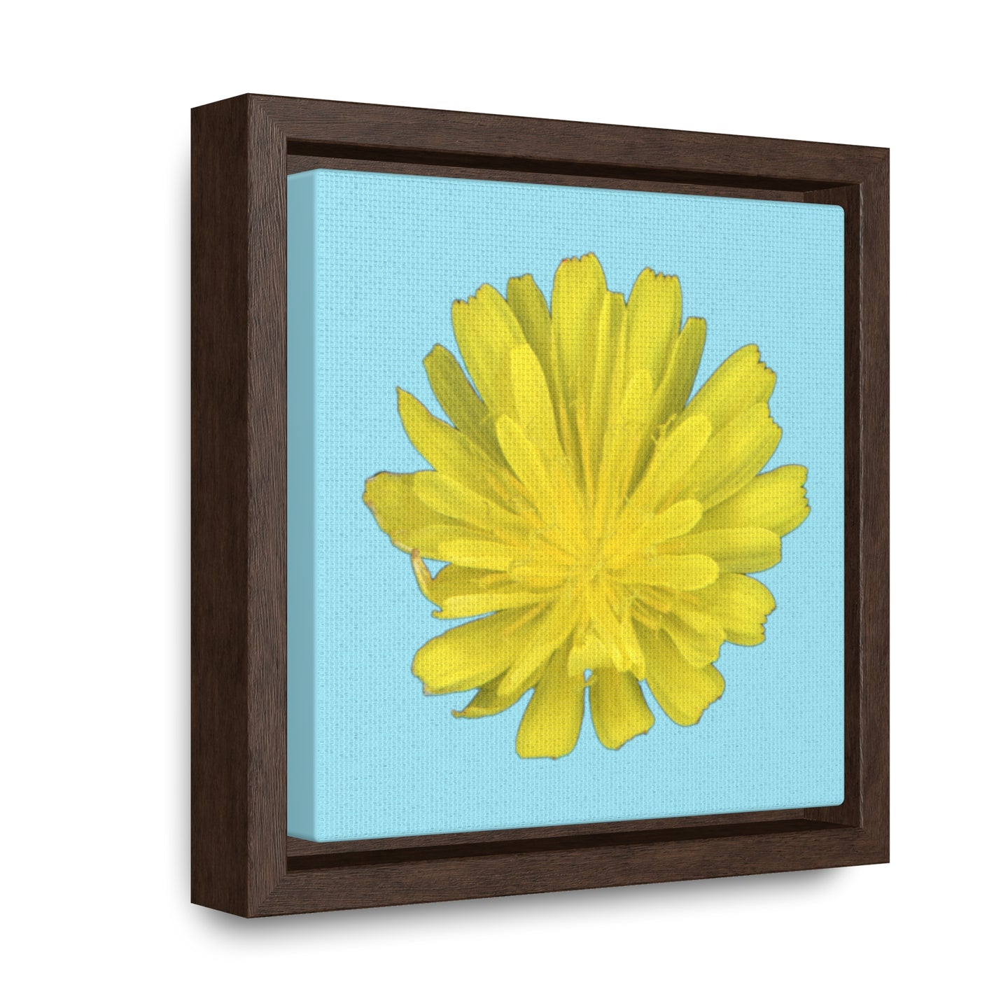 Hawkweed Flower Yellow | Framed Canvas | Sky Blue Background