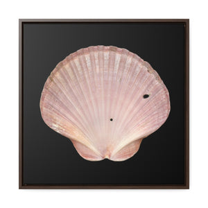 Scallop Shell Magenta Left Interior | Framed Canvas | Black Background