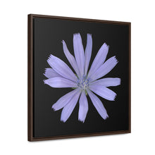 Load image into Gallery viewer, Chicory Flower Blue | Framed Canvas | Black Background
