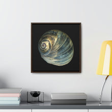 Load image into Gallery viewer, Moon Snail Shell Blue Apical | Framed Canvas | Black Background
