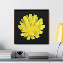 Load image into Gallery viewer, Hawkweed Flower Yellow | Framed Canvas | Black Background
