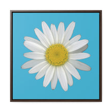 Load image into Gallery viewer, Shasta Daisy Flower White | Framed Canvas | Pool Blue Background
