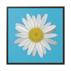 Shasta Daisy Flower White | Framed Canvas | Pool Blue Background