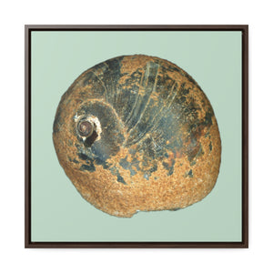 Moon Snail Shell Black & Rust Apical | Framed Canvas | Sage Background