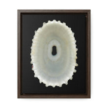 Load image into Gallery viewer, Keyhole Limpet Shell White Interior | Framed Canvas | Black Background
