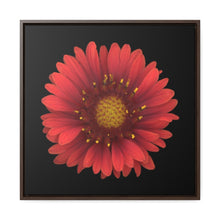 Load image into Gallery viewer, Blanket Flower Gaillardia Red | Framed Canvas | Black Background
