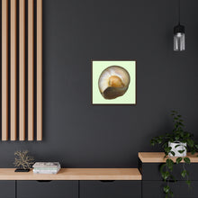 Load image into Gallery viewer, Moon Snail Shell Shark&#39;s Eye Umbilical | Framed Canvas | Sea Glass Background
