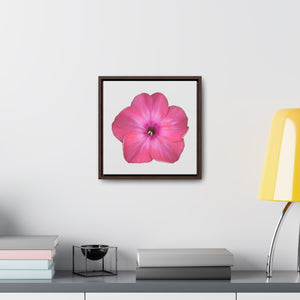 Phlox Flower Detail Pink | Framed Canvas | Silver Background