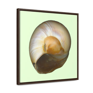 Moon Snail Shell Shark's Eye Umbilical | Framed Canvas | Sea Glass Background