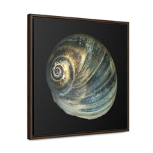 Load image into Gallery viewer, Moon Snail Shell Blue Apical | Framed Canvas | Black Background
