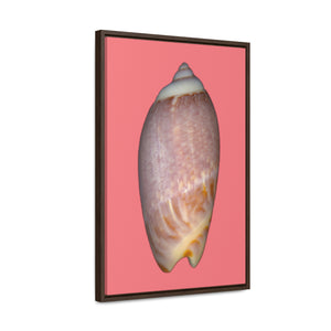 Olive Snail Shell Brown Dorsal | Framed Canvas | Salmon Background