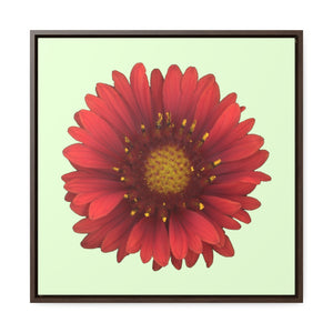 Blanket Flower Gaillardia Red | Framed Canvas | Sea Glass Background